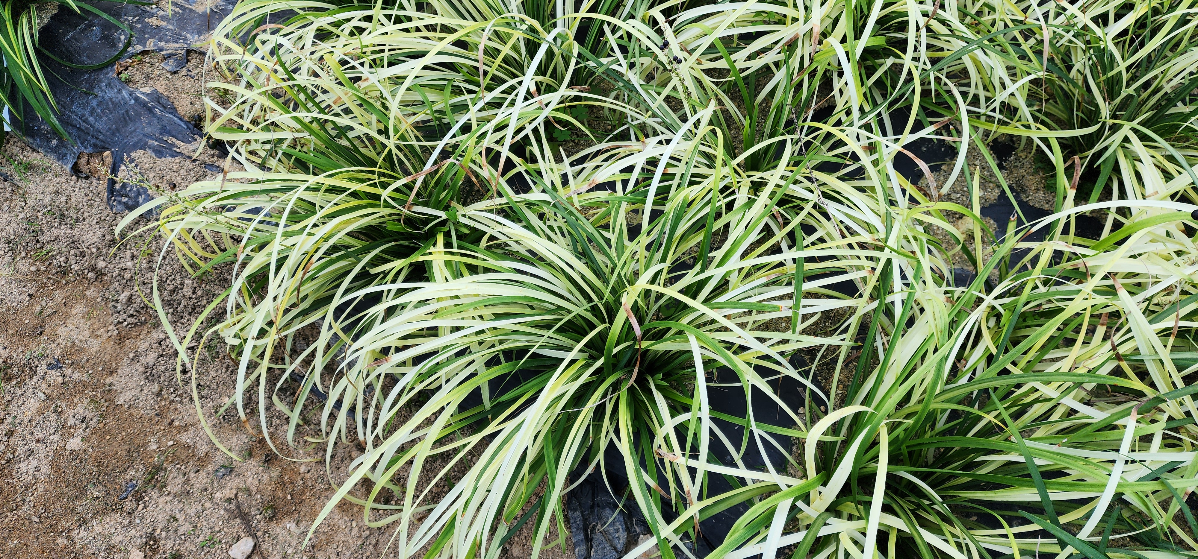 Liriope platyphylla 'URI2022-36'